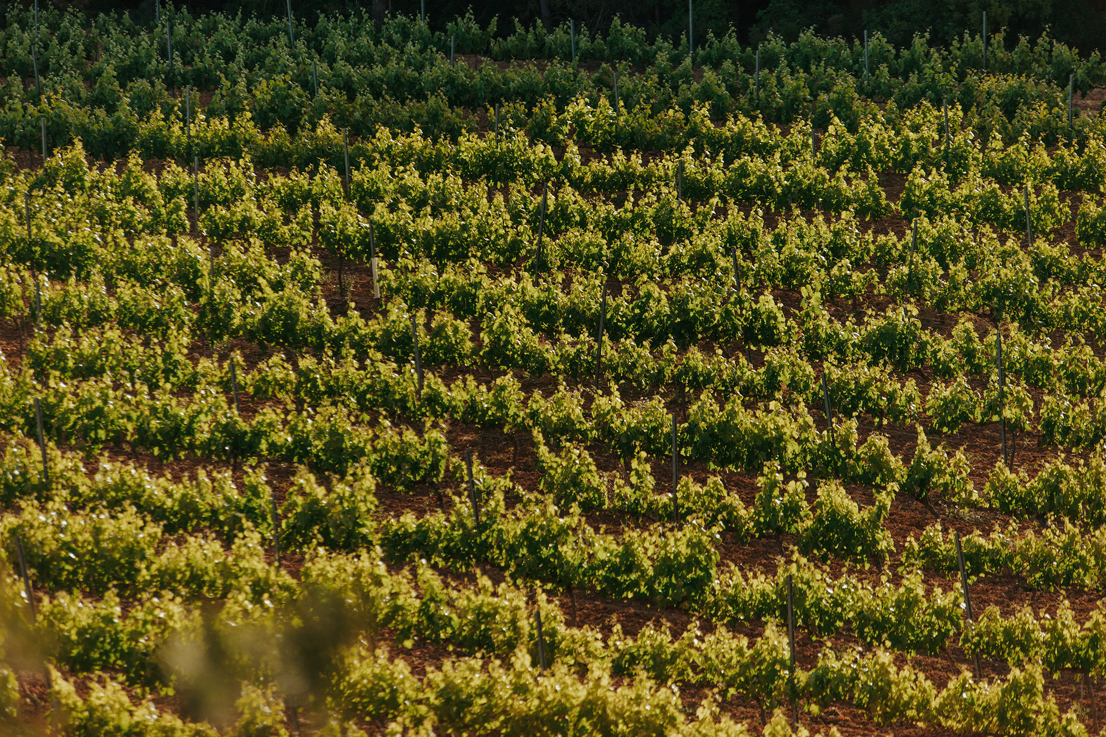 mas-de-la-sabatera-vinyes