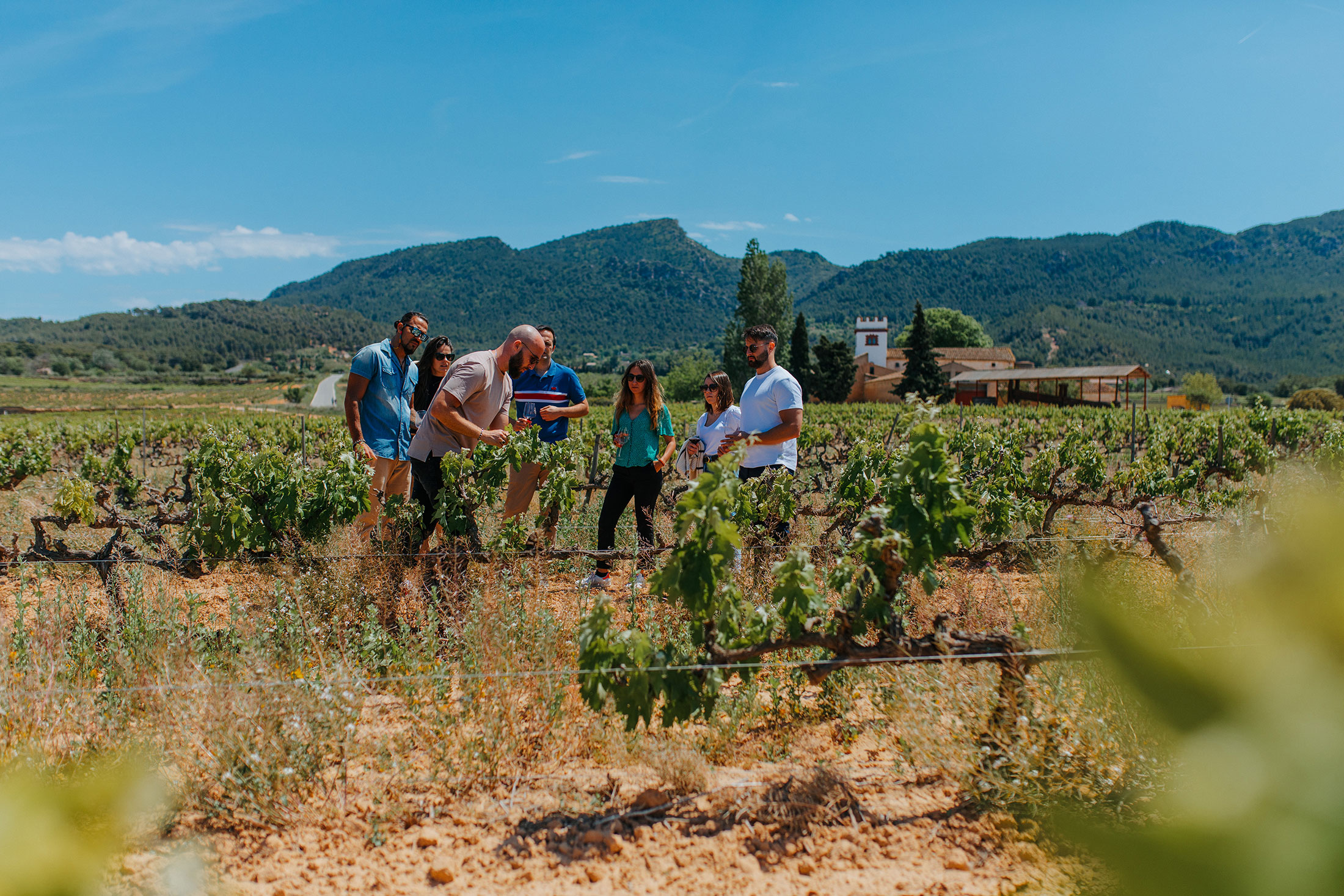 visites-vinyes-mas-sabatera-01