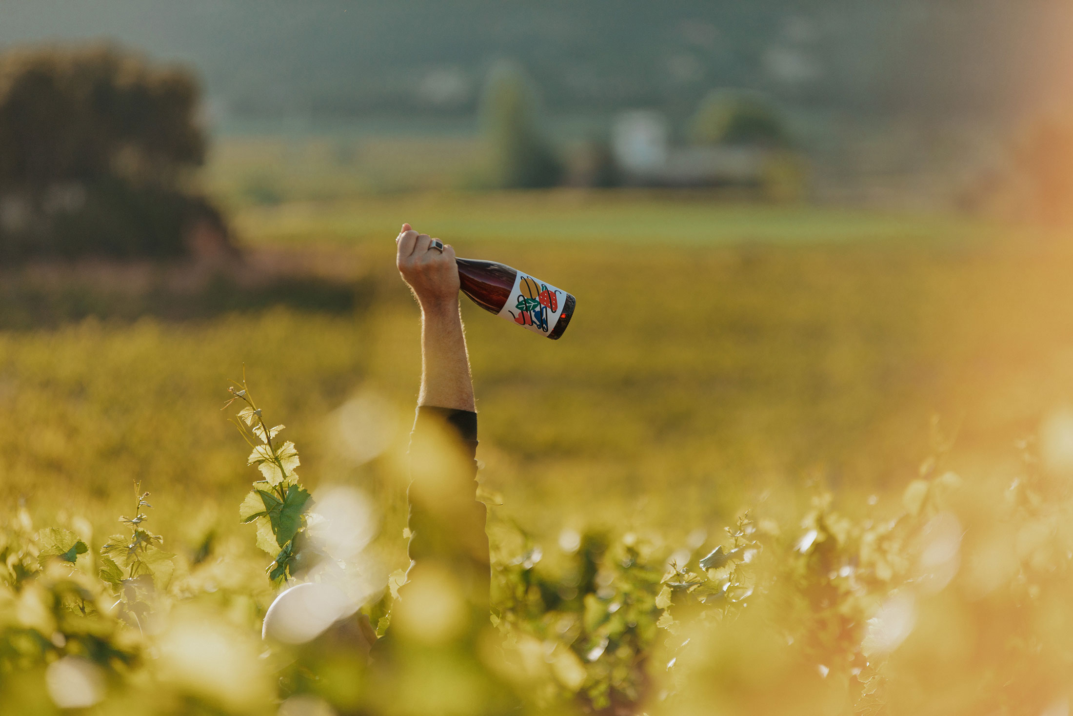 vins-turnalls-avall-01